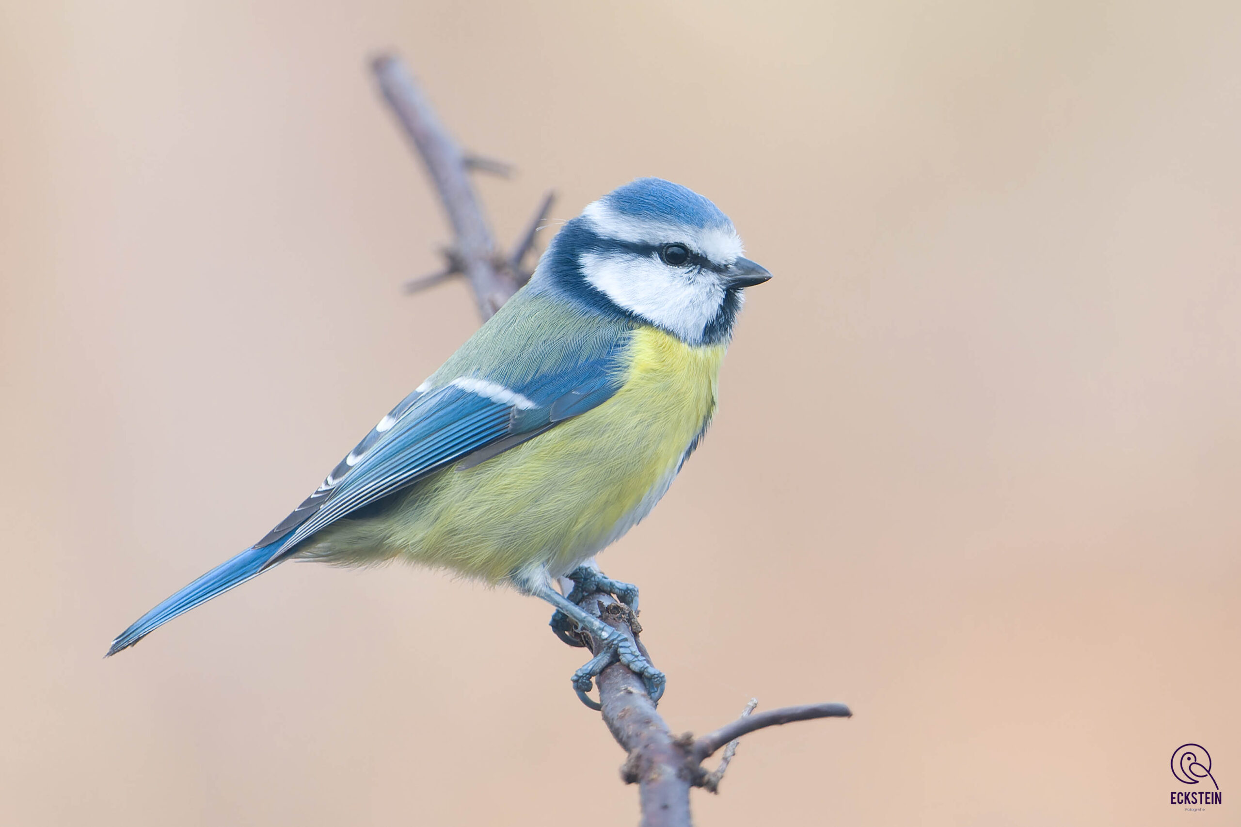 Vogelstimmenführung des Heimatvereins